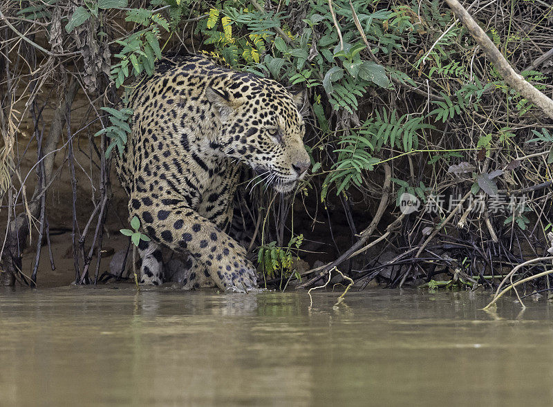 美洲虎(Panthera onca)是一种大型猫科动物，是美洲虎属猫科动物，是美洲唯一现存的美洲虎物种，在巴西潘塔纳尔发现。沿着河边打猎。散步。